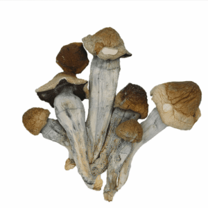 penis envy mushroom strain