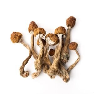 golden teacher mushroom