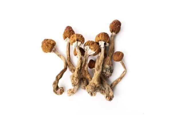 golden teacher mushroom