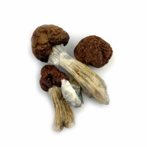 Vietnamese Magic Mushrooms
