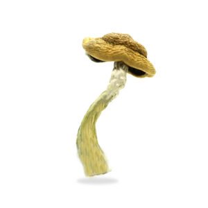 Amazonian Magic Mushrooms