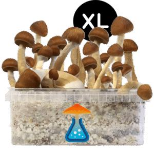 B+ XL Growkit - GetMagic