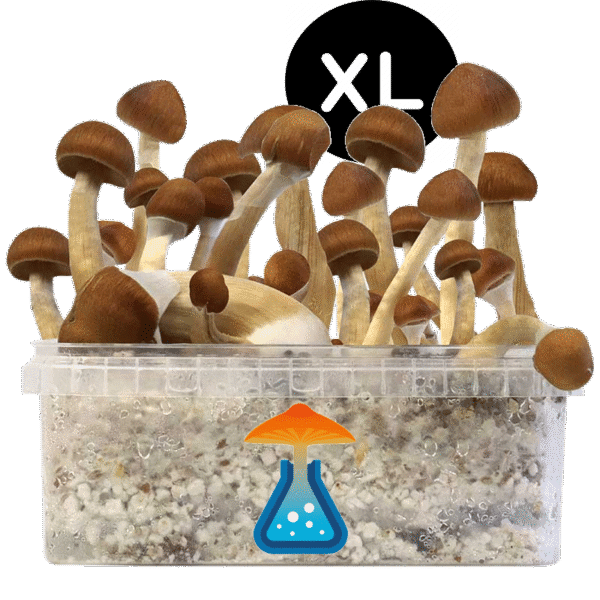 B+ XL Growkit - GetMagic