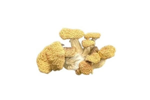 Blue Magnolia Rust Magic Mushrooms