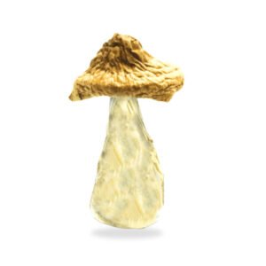 Blue Meanie Shrooms