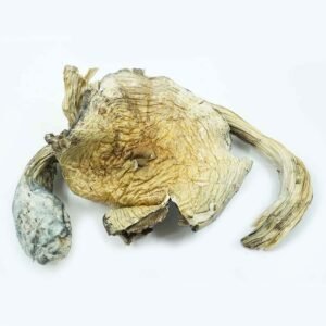 Burmese Magic Mushrooms