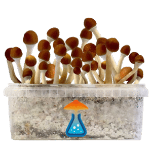 Cambodian Growkit - GetMagic