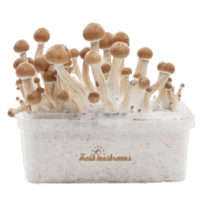 FreshMushrooms® grow kit Amazon