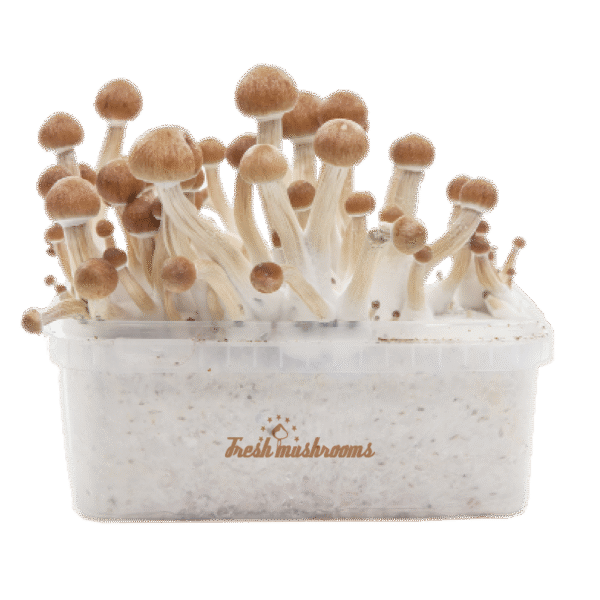 FreshMushrooms® grow kit Amazon