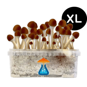 Golden Teacher XL Growkit - GetMagic