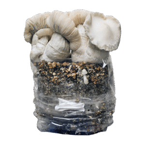 Jack Frost Cloud920® XL Ready-to-grow bag