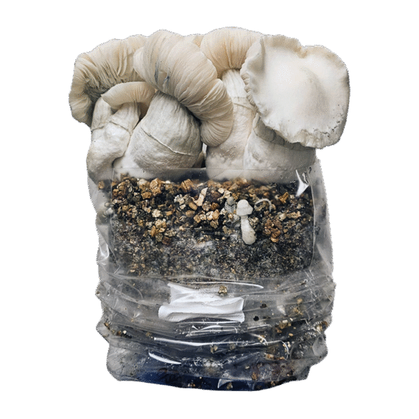 Jack Frost Cloud920® XL Ready-to-grow bag