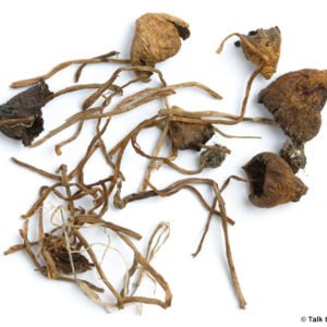 Liberty cap mushrooms