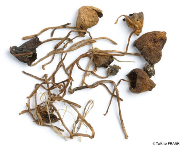 Liberty cap mushrooms