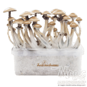Magic mushroom grow kit Golden Teacher XP by FreshMushrooms®