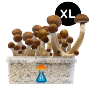 McKennaii XL Growkit - GetMagic