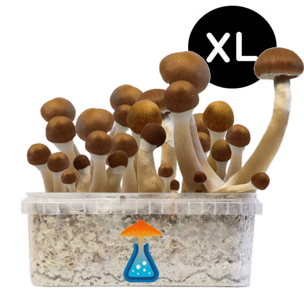 McKennaii XL Growkit - GetMagic