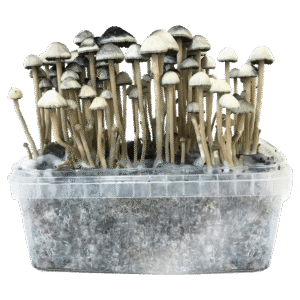 Panaeolus Cyanescens Copelandia Grow Kit