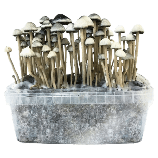 Panaeolus Cyanescens Copelandia Grow Kit