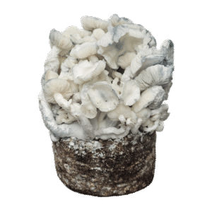 True Albino Teacher Cloud920® XL Ready-to-grow bag