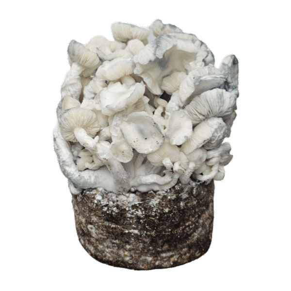 True Albino Teacher Cloud920® XL Ready-to-grow bag